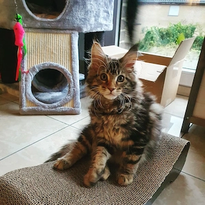 #  Wunderschöne Maine-Coon-Kätzchen suchen ein liebevolles Zuhause 