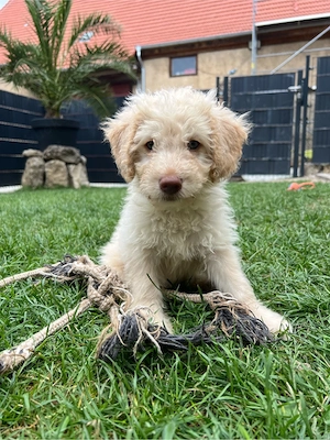 Goldendoodle medium Welpen , Doodle , Pudel, Labradoodle, Lagotto