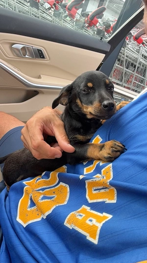 Knuffiger Dackel - Zwergpinscher Mischlinswelpe kleinbleibend (Männchen)