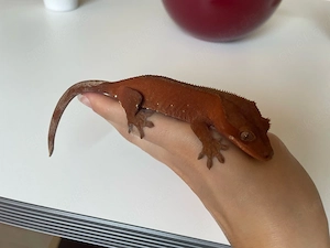 0.1 Kronengecko - Correlophus ciliatus