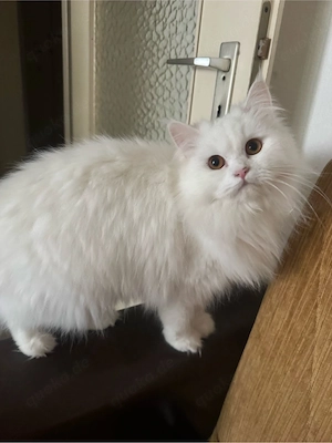 Perserkatzen