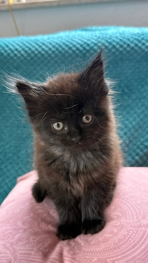 Maine Coon Kitten "Frieda"