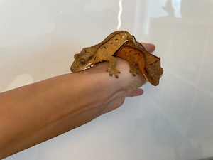 Kronengecko - Correlophus ciliatus