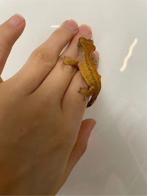 Kronengecko - Correlophus ciliatus