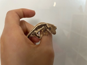 Kronengecko - Correlophus ciliatus
