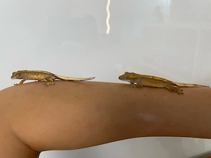 Kronengecko - Correlophus ciliatus