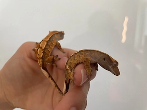 Kronengecko - Correlophus ciliatus