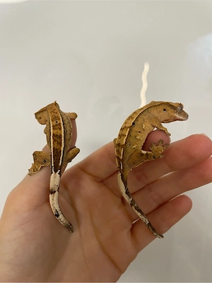 Kronengecko - Correlophus ciliatus