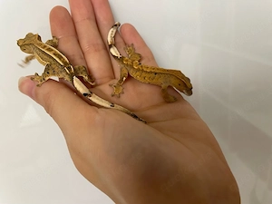 Kronengecko - Correlophus ciliatus
