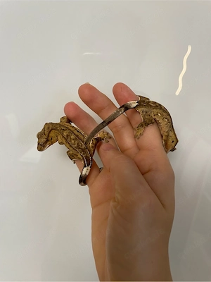 Kronengecko - Correlophus ciliatus