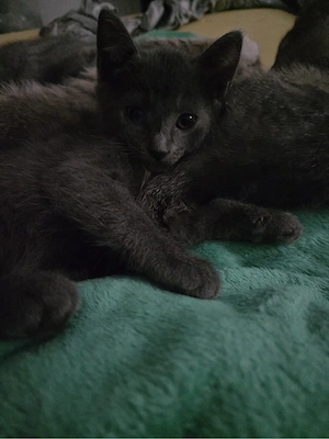 BKH mix kater