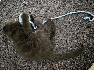 bkh mix kater