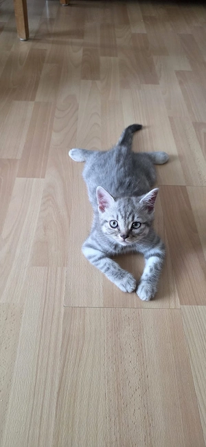 Süße BKH Kitten