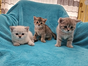 Wunderschönen BKH Kitten 