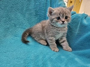 Wunderschönen BKH Kitten 