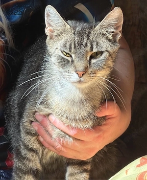 rosie sucht ein neues liebevolles zuhause