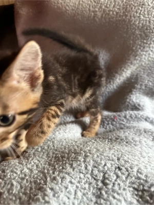 2 Bengalkaterchen abzugeben