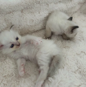 kitten zum verkaufen