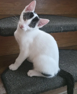 Baby Katerchen zu verschenken 