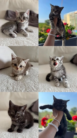 Britisch Kurzhaar Kitten zu reservieren 
