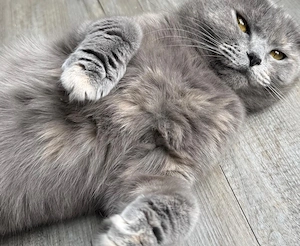 BKH Katze sucht dringend ein liebevolles Zuhause!