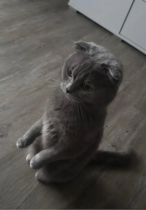 BKH mix Katze sucht dringend ein Liebevolles neues Zuhause!