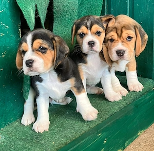 kräftige reinrassige Beagle Welpen suchen ab dem 28.August ein tierliebes neues zu Hause