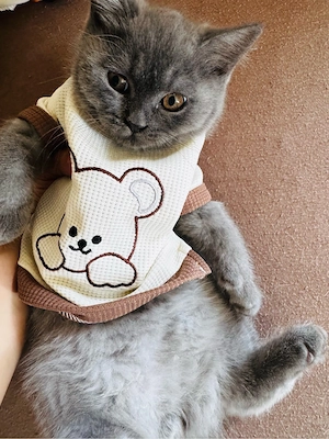 Britisch Kurzhaar Kitten   Silver & Weiß-Schwarz   