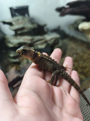 2 Tribolonotus gracilis