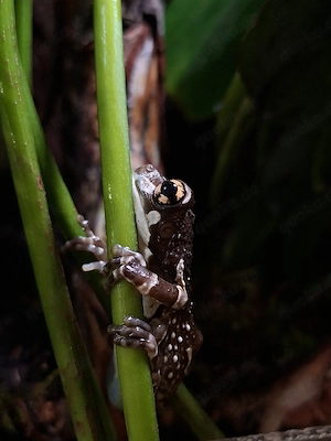Baumhöhlen-Krötenlaubfrosch Trachycephalus resinifictrix pos. 1.0