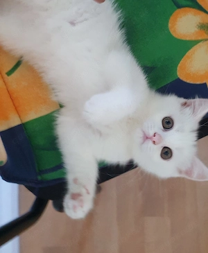 Süße BKH Kitten 