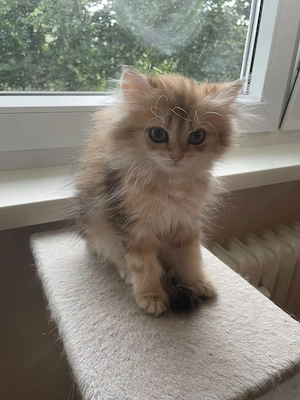 Süße BKH BLH Kitten Es sind 2 weiblich noch da Abgabe bereit 