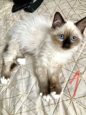 Heilige Birma, super süsse Katzenbabys