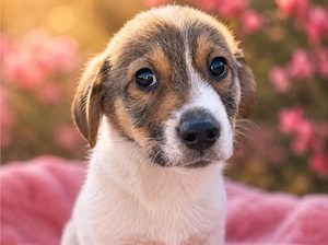 Ella - besondere Nase, sucht besondere Menschen!