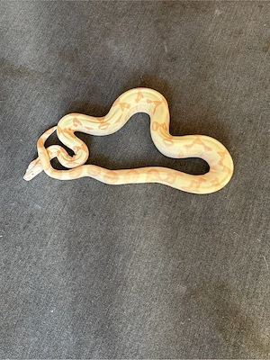 Boa Albino 0.1