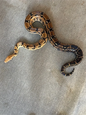 Boa Constrictor 1.0 & 0.1