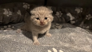 BKH Kitten 