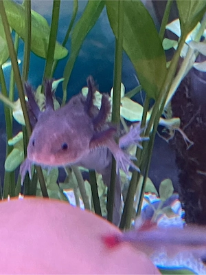 Dringend - 4 Axolotl wegen Trennung abzugeben - 