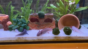 4 Axolotl dringend wegen Umzug abzugeben