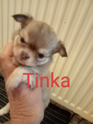 Wunderschöne Chihuahua Hündin,,Welpe"