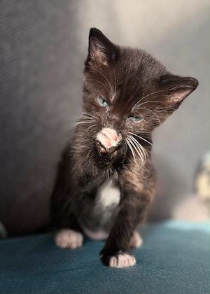 Wunderschöne Katerchen suchen ab 15.8 ihr Traumzuhause 
