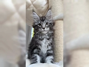   Liebevolle Maine Coon Kitten  