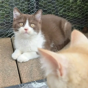Knuffiges superanhängliches chocolate white Katerchen 11 Wochen (mit Ahnentafel)