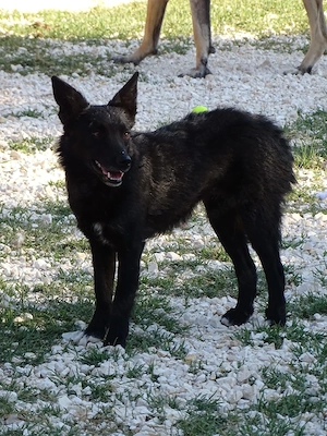 Mini kroatische Schäferhund Collie Hündin 12Mon 8kg bundesweit ausreisebereit 