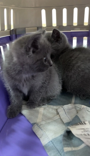     Britisch Kurzhaar (BKH) Kitten Blue   Geschwisterpärchen sucht liebevolles Zuhause