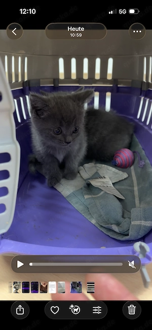     Britisch Kurzhaar (BKH) Kitten Blue   Geschwisterpärchen sucht liebevolles Zuhause Bild 2