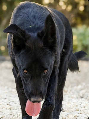 3j Rüde Schäferhund Collie BUNDESWEIT ausreisebereit nach Adoption 