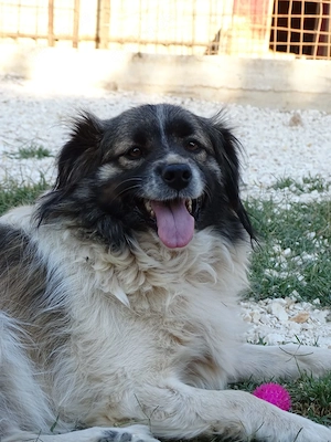 Collie Mix Hündin 3J 20kg 35cm bundesweit ausreisebereit 