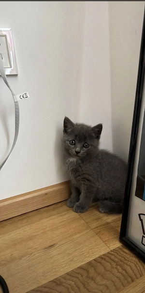     Britisch Kurzhaar (BKH) Kitten Blue   Geschwisterpärchen sucht liebevolles Zuhause Bild 3