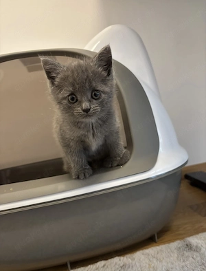     Britisch Kurzhaar (BKH) Kitten Blue   Geschwisterpärchen sucht liebevolles Zuhause Bild 5
